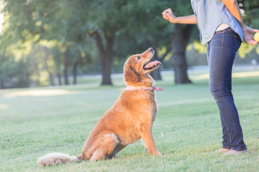 Norra stockholms Hundcenter hundkurs