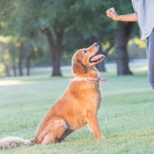Norra stockholms Hundcenter hundkurs