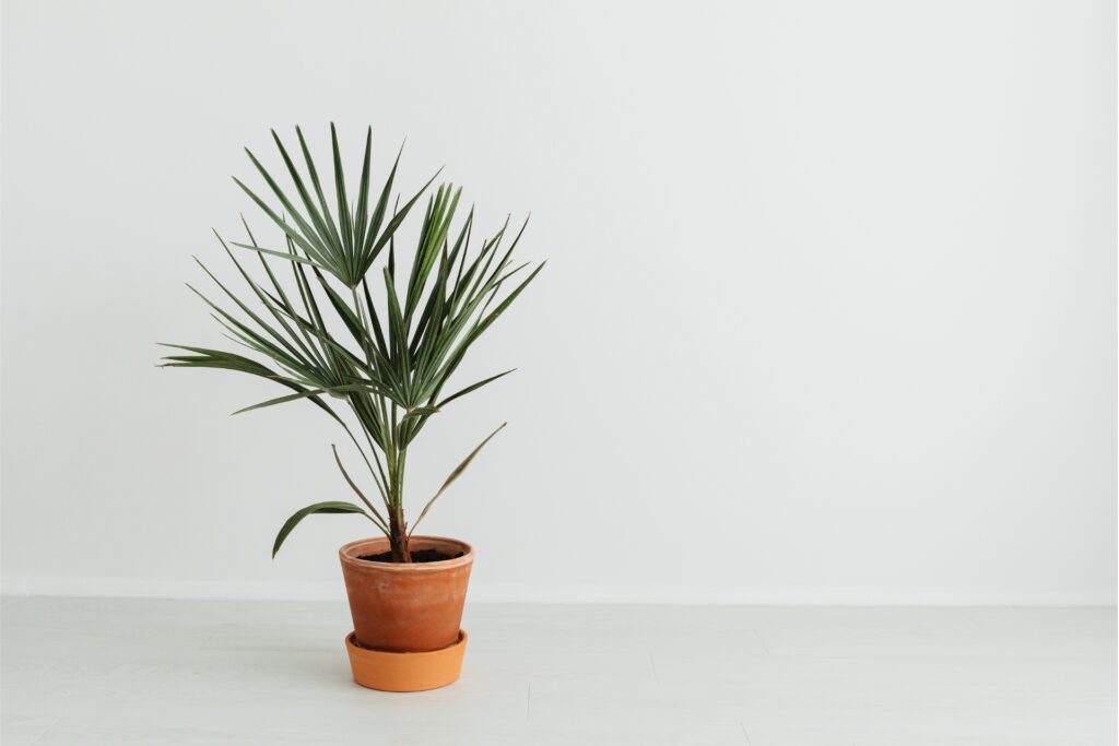 Vallentuna blommor kruka och växt