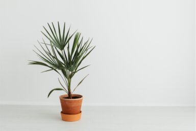 Vallentuna blommor kruka och växt