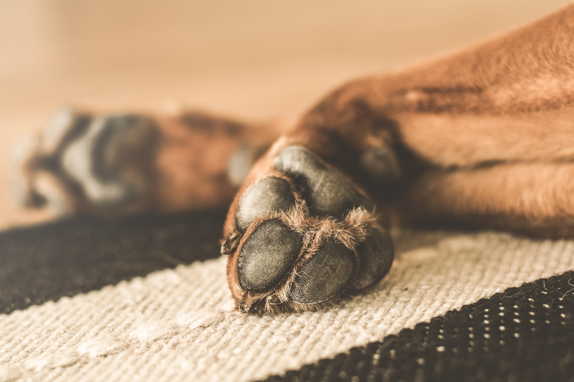 Norra Stockholms Hundcenter kloklippning