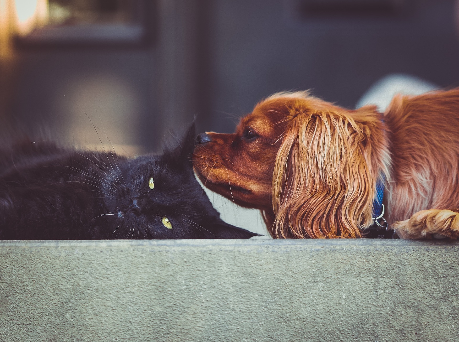 Arken Zoo hund och katt