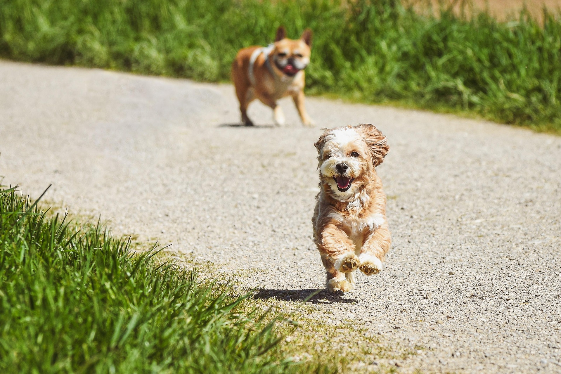 Norra Stockholms Hundcenter hundar