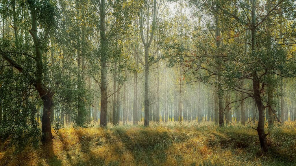 Svea Vaccin skog