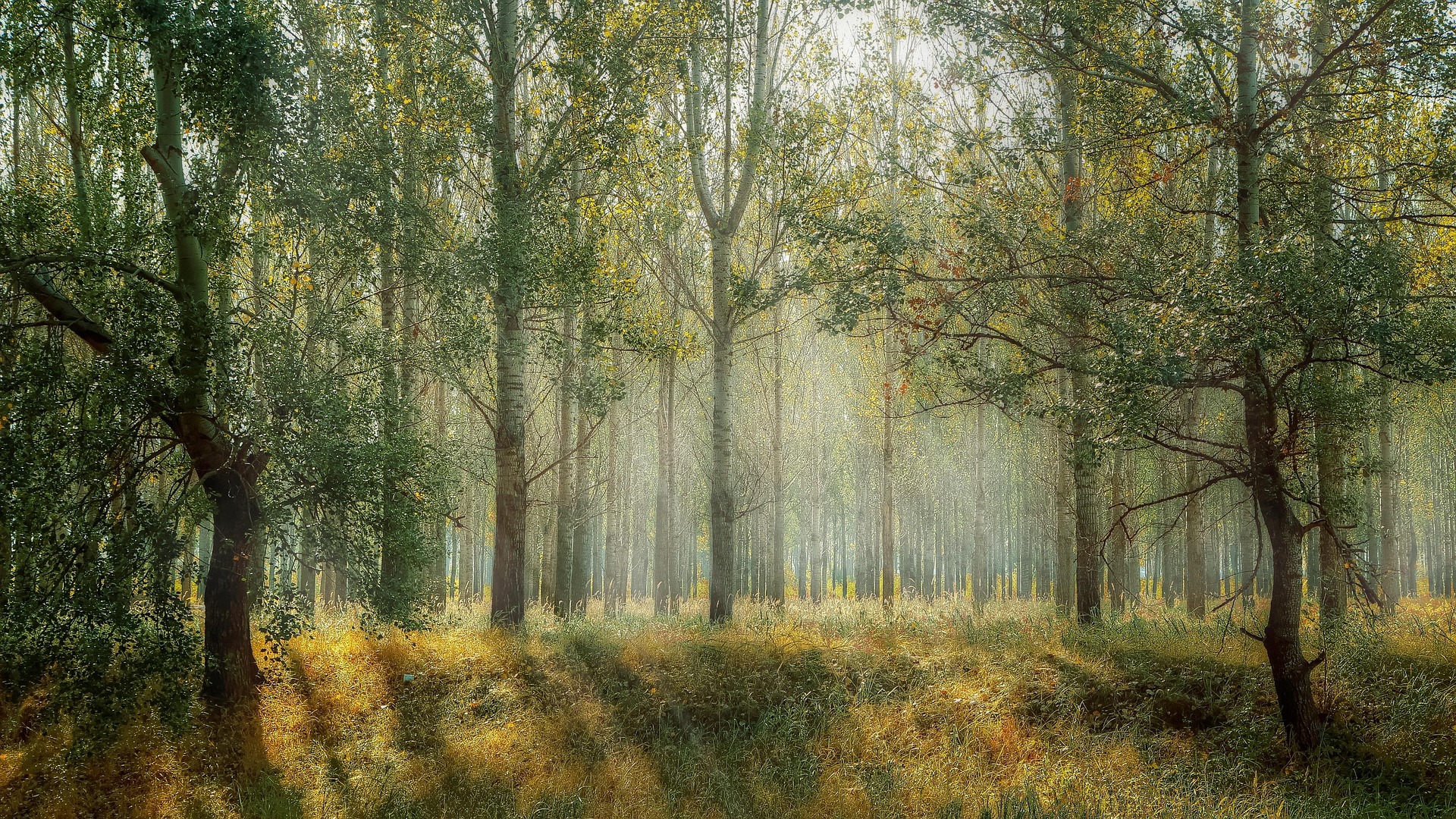 Svea Vaccin skog
