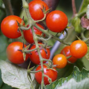 Blomsterlandet tomatplanta
