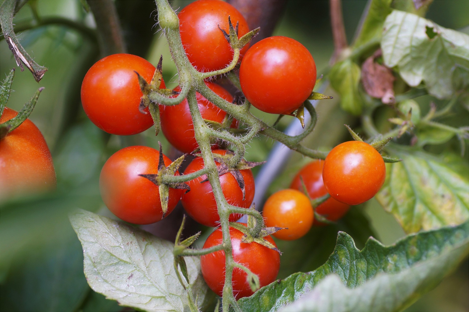 Blomsterlandet tomatplanta
